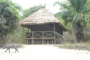 Nkungwe Camp