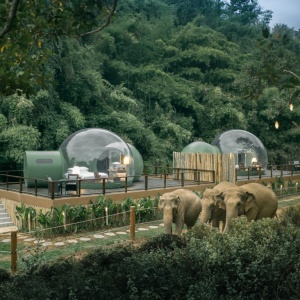 Наблюдение за слонами из номеров Jungle Bubble в Anantara Golden Triangle Elephant Camp & Resort