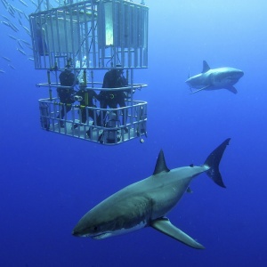 Селфи с акулой - редкий кадр из ЮАР