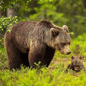 Наблюдение за тайной жизнью животных из  Luxury Bear Cabin в Финляднии