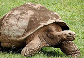 На Галапагосских островах открыли Заповедник гигантских черепах !