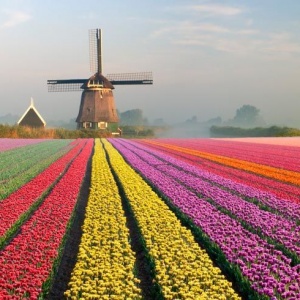 В Голландии начинается сезон тюльпанов