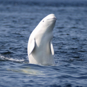 Вы когда-нибудь видели поющих белых китов? 
