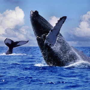 Сезон наблюдения за горбатыми китами в Доминикане - в разгаре
