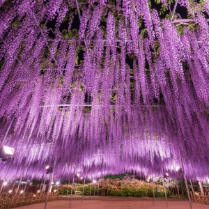 Фестиваль цветения глициний в Японии 